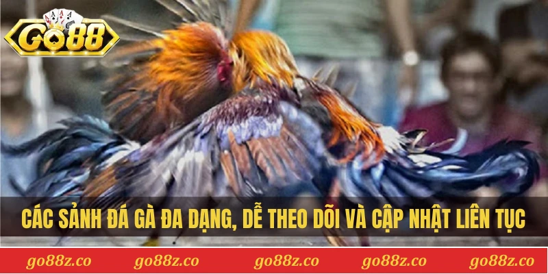Các sảnh đá gà đa dạng, dễ theo dõi và cập nhật liên tục
